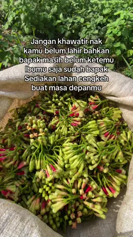 #petanicengkehsulawesi #petaniindonesia🇮🇩🇮🇩🇮🇩🌿🌿 #petani #cengkeh #fyp 