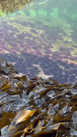 Sea urchins