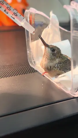 A very smol smoke alarm taking a sip #hummingbird #bird #fyp #birds #trending #sugarwater #fyyy #foryou #nature #wild #wildlife #babybird #trend #fy #wildliferescue #tiny #mini 