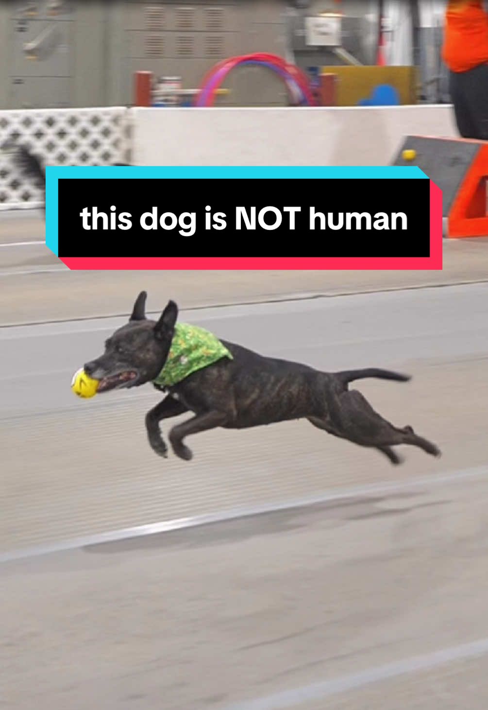 This dog is NOT human