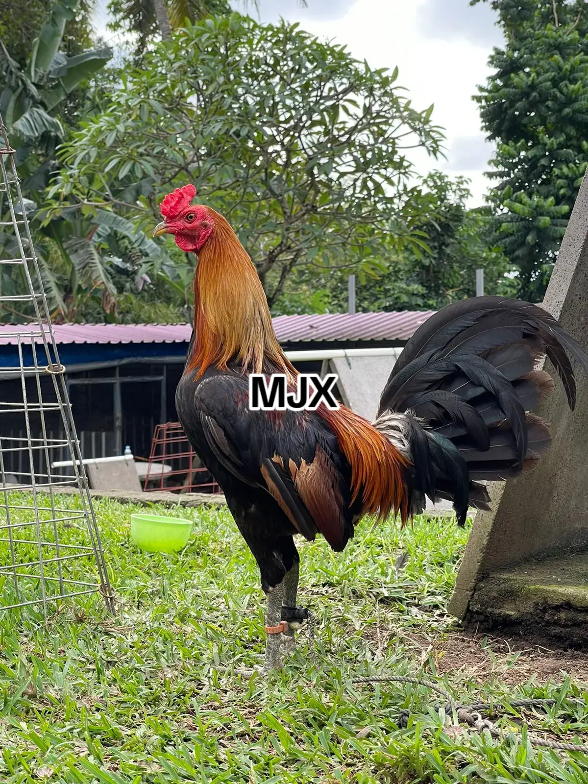 pejantan gilmore hatch 🐓 #mjximported #mjxgamefarm #ayam #import #gilmore 