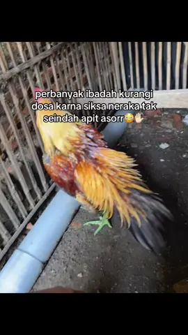 #fypage #ayambangkokindinesia 