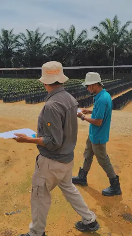 Sertifikasi Mutu Benih CV. PROFITA MITRA TANI yang dilakukan oleh Balai Pengawasan dan Pengujian Mutu Benih (BP2MB) Sumatera Barat #fyp #cvprofitamitratani #sawitdharmasraya #petanisukses #pembibitansawit #bibitunggul #planters #petaniindonesia #petanisawit #sawit #sawitunggul #bibitsawit #benihsawit 