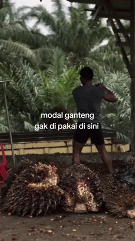 🫡#ototkuli #rafikulisawet #sawitsumatraindonesia🌴🌴🌴 