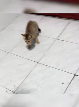 Cat’s powerlessness #cat #funnycat #cats #funnyvideos #fyp 