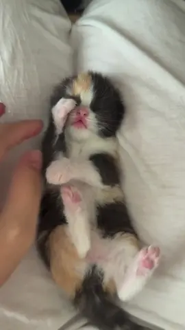 so small#catbaby #cat #catlover #cute #kitten 