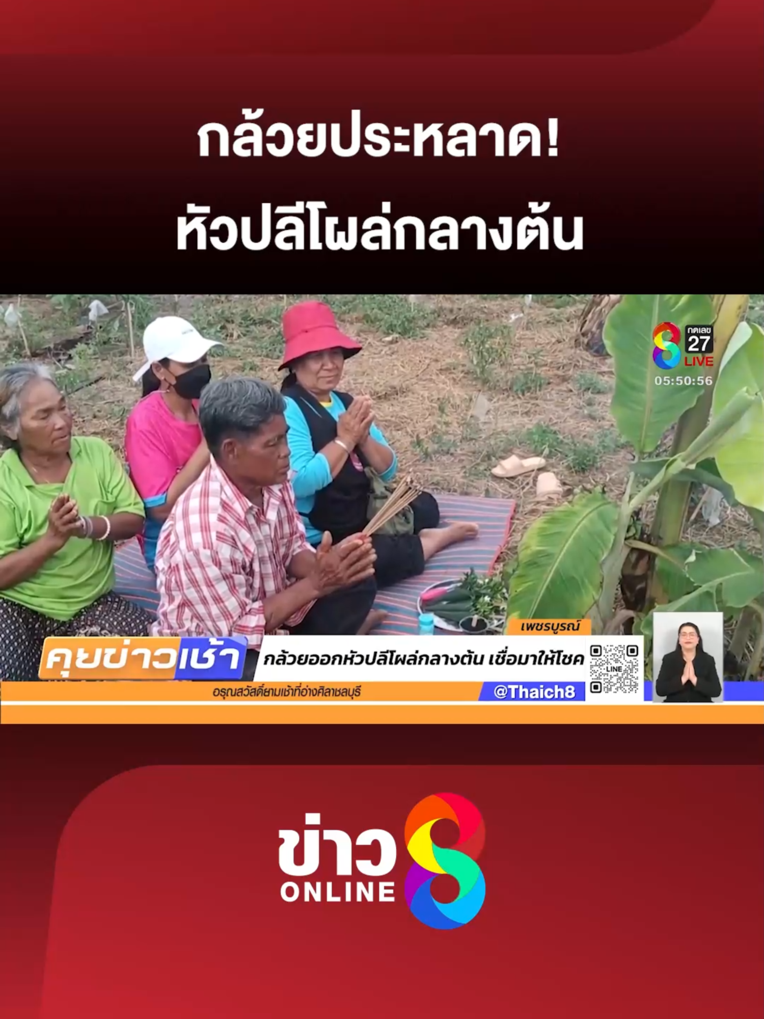 ที่จังหวัดเพชรบูรณ์ ชาวบ้านฮือฮา กล้วยประหลาดหัวปลีโผล่กลางลำต้น แต่งขันธ์ 5 ยกมือท่วมหัวขอโชค ลูบแป้งส่องเลข จุดธูปขอ 2 ตัวตรง ๆ  ⚠️เป็นความเชื่อส่วนบุคคล โปรดใช้วิจารณญาณในการรับชม #คุยข่าวเช้าช่อง8#หวย#หวยรัฐบาลงวดนี้#เลขเด็ดเข้าทุกงวด#เลขเด็ดๆ #ข่าวช่อง8 #ข่าวช่อง8ที่นี่ของจริง #ข่าวออนไลน์ช่อง8 #ข่าวtiktok