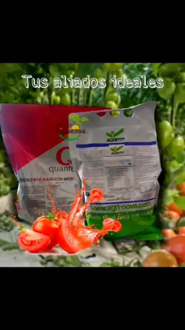 Tus aliados ideales ✅ Para tu cultivo de jitomate 🍅💯 🔴𝐐𝐮𝐚𝐧𝐭𝐮𝐦 ➕ 🔵𝐀𝐦𝐢𝐧𝐨𝐠𝐫𝐞𝐞𝐧 90 🔴𝐐𝐮𝐚𝐧𝐭𝐮𝐦 𝑬𝒏𝒈𝒐𝒓𝒅𝒆 𝒚 𝒎𝒂𝒅𝒖𝒓𝒂𝒄𝒊𝒐𝒏 𝒅𝒆 𝒇𝒓𝒖𝒕𝒐𝒔. Abono con potasio que potencia el llenado y engorde de los frutos, facilitando la síntesis de proteínas y almidón. Además, favorece la maduración de los frutos y una coloración uniforme. 🔵𝐀𝐦𝐢𝐧𝐨𝐠𝐫𝐞𝐞𝐧 90 𝑴𝒆𝒛𝒄𝒍𝒂 𝒅𝒆 𝒂𝒎𝒊𝒏𝒐𝒂𝒄𝒊𝒅𝒐𝒔 𝒔𝒐𝒍𝒊𝒅𝒐𝒔 𝒅𝒆 𝒆𝒍𝒆𝒗𝒂𝒅𝒂 𝒓𝒊𝒒𝒖𝒆𝒛𝒂 𝒆𝒏 𝒂𝒎𝒊𝒏𝒐𝒂𝒄𝒊𝒅𝒐𝒔 𝒍𝒊𝒃𝒓𝒆𝒔 (90%).  Estimula la floración y cuajado, facilita y potencia la función enzimática y aumenta la fotosíntesis.  🛒Adquiere el tuyo  De venta en tienda   📲Mayor información 951 653 3573  #AgrinovaMexico #quantum #aminogreen90  #elaliadodetuscultivos #paratiiiiiiiiiiiiiiiiiiiiiiiiiiiiiii 