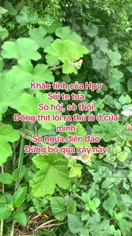 Công dụng tuyệt vời của cây mâm xôi #thaoduoctunhien #caythuocquanhta #caymamxoi #viemphukhoa #viemlotuyen #viemcotucung #danangbuongtrung #vosinhhiemmuon #tacvoitrung #khihuhuyettrang #nấm #ngứa 