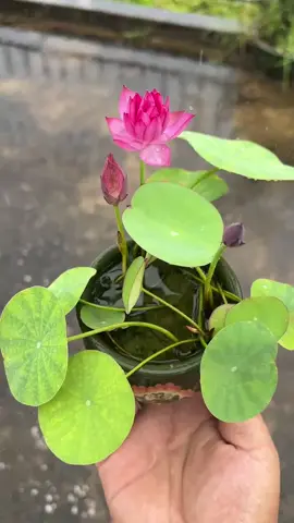 Mang sen mini đi tắm mưa cả nhà ơi 