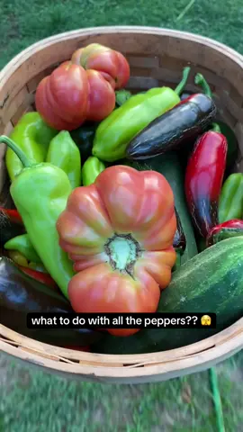 8.14 harvest !!  I always forget how peppers definitely need some support. My peppers are losing branches left and right because I didn’t support them well enough 😥 oh well gardening is such a learning process and a lesson in perfectionism. But my 4th squash plant died this week so if anyone can give me any tips it would be APPRECIATED. Vine borers are on my biting list  #gardening #harvestasmr #growingagarden #gardentok #backyardgarden #harvesttime #cosecha #jardineriaencasa #freshvegetables #asmr #tranquilidad 