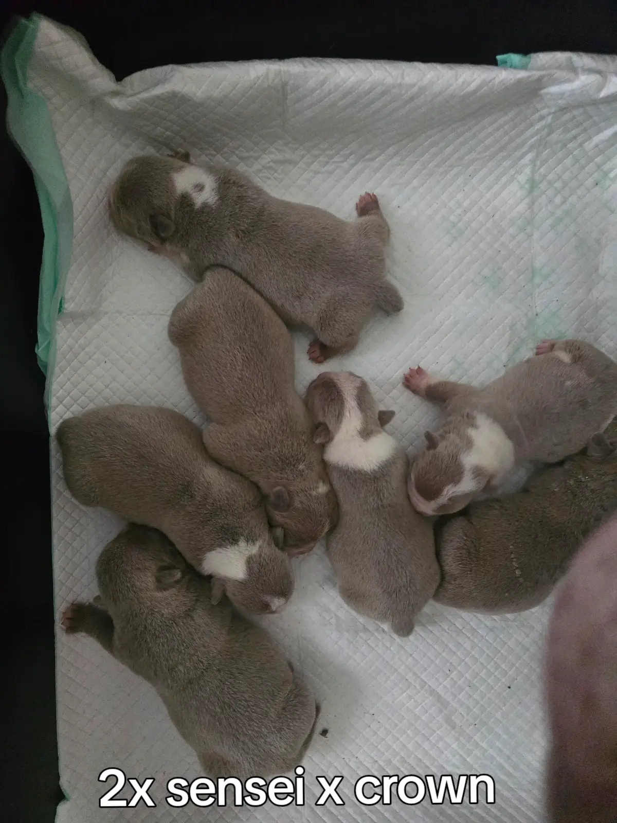 mini bull pups ch glamor x LORD HAVE MERCY. the goal is to make a true mini bull