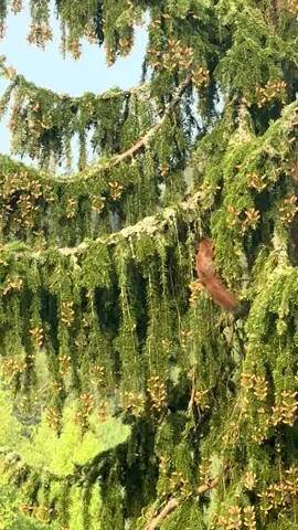 Tänään oli erillaista aamukahvi seuraa❤️#orava #nature #mylife #morning #goodmorning 