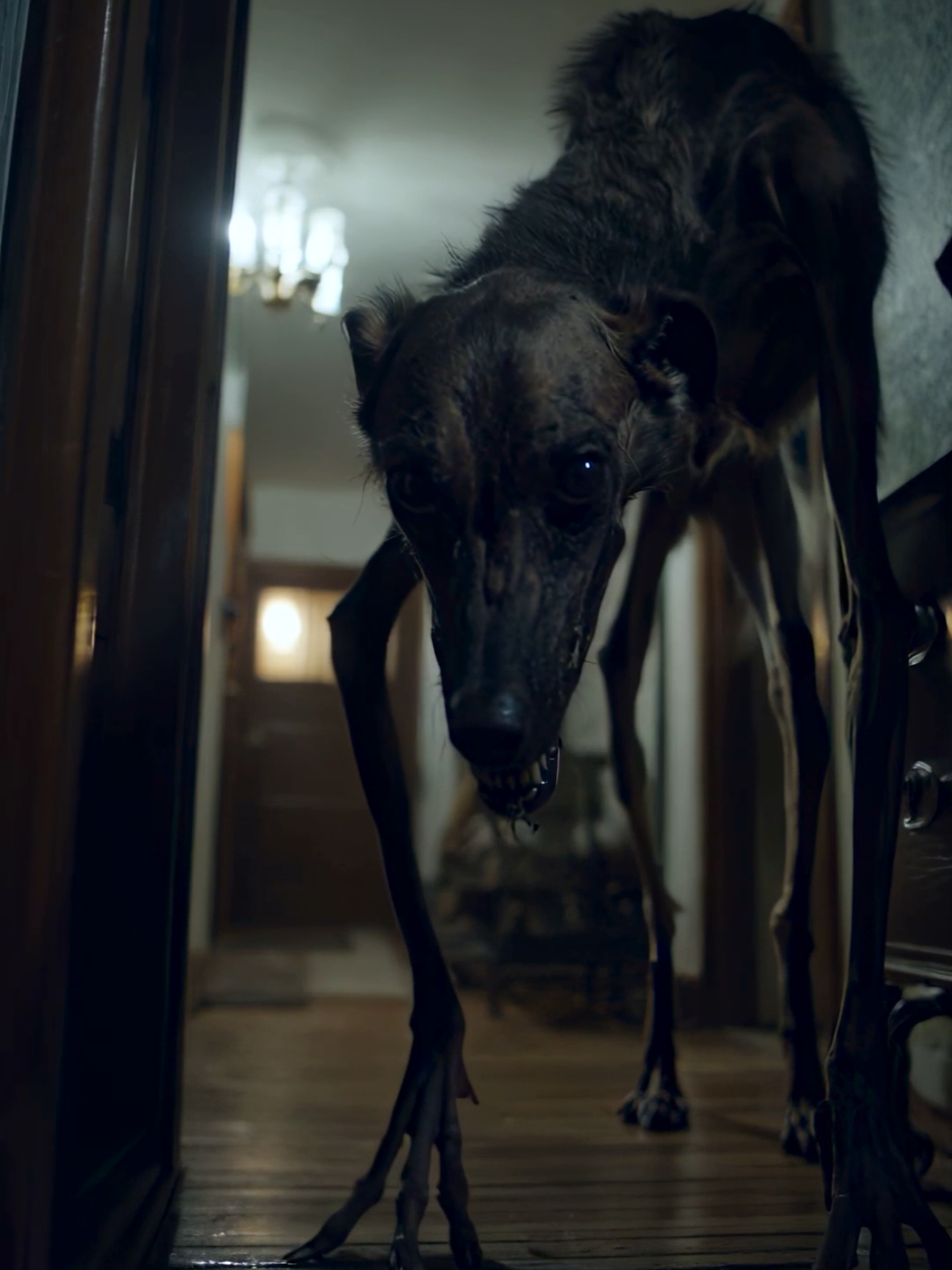 The goodest boy. #dogsoftiktok #horror #nightmarefuel #scary #strange 