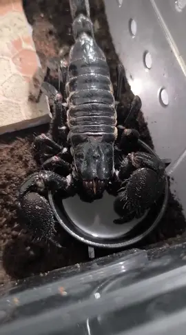 Escorpion emperador tomando agüita #escorpion #tierno #pets #cute #pandinusimperator 