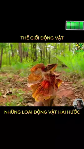 #tapxaykenh #tiktokviral #thegioidongvat 