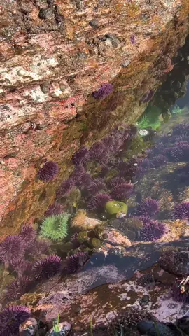 The largest sea urchin species in British Columbia is the red sea urchin, not the purple sea urchin. While purple sea urchins can grow to be around 4 inches (10 cm) in diameter, red sea urchins can reach a diameter of 7 inches (18 cm) or more. Red sea urchins are also the most commercially harvested species for their roe, or 