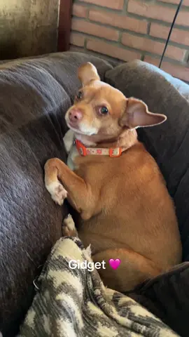 Nap Time 😴 🐶 #fyp #mydog #dogsoftiktok #chihuahua #spoileddog 