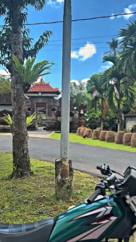 Nfs . Persiapan hajatan M99 di mojan 🔥  . #m99bali #ayamhenny #hajatan #ayambali #rxking 