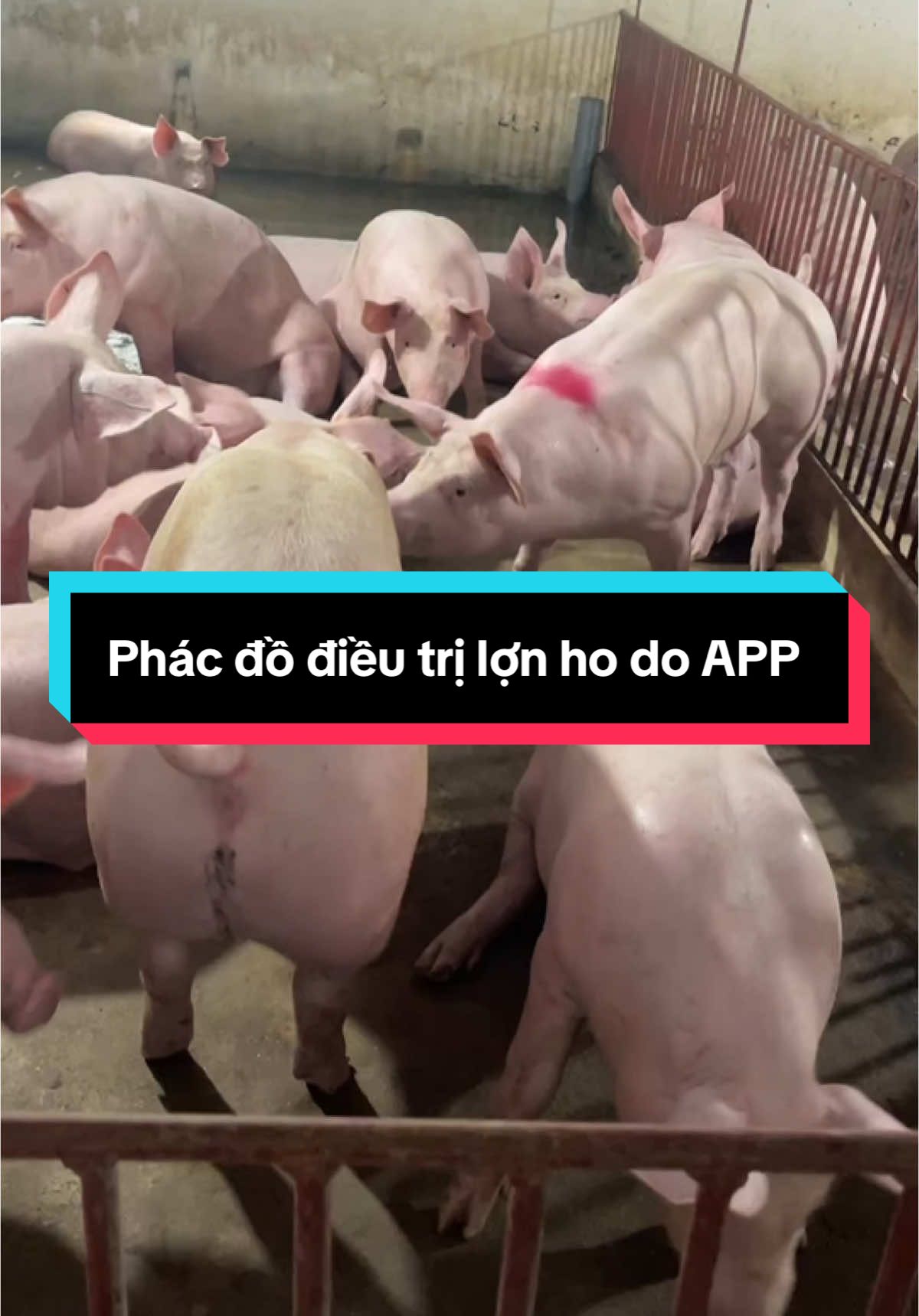 #CapCut phác đồ điều trị lợn ho do APP, lợn 80-90kg ho to, ho thở giật bụng#minh_thuy_thu_y #xuhuong #chăn_nuôi #channuoiheo #thu_y #lợn #nuoiheo #channuoi 