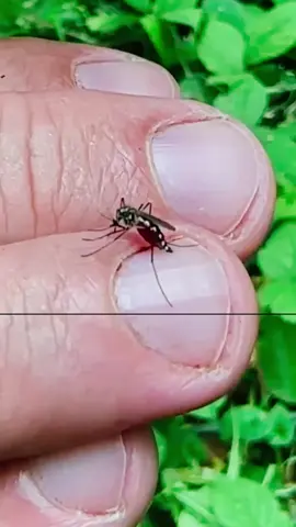 Ep 415 - Survival Hack The 1,000-Year-Old Way to Beat Mosquitoes. #survival #campping #lifehacks