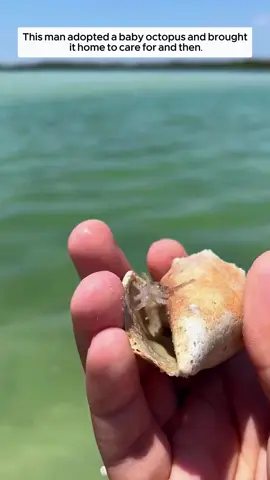 Octopus #octopus #babyoctopus #octopustiktok #animals #animalsoftiktok #animalrescue #usa🇺🇸 #usa_tiktok 