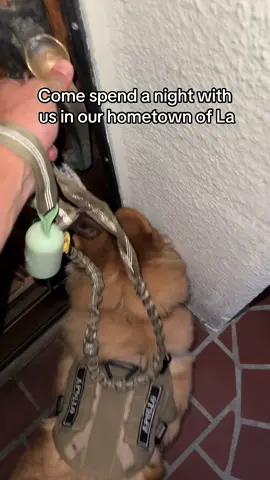 La natives checkin out the Tesla diner 🐶😎🖤 #corgi #puppy #dogsoftiktok #apollothecorgimute #malamute 