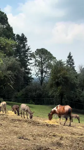Los invito a conocer el refugio de @•Seres Libres - Rescate Animal un lugar maravilloso donde están los animales que han rescatado y viven un vida de calidad 🫏 🐴 🐖  . . . #animal #animalrescue #caballos #burros #pig 