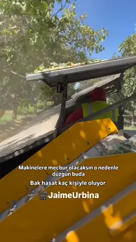 meyve Hasat Makineleri #siirtfıstığı #urfafıstığı #antepfıstığı #tofidas 