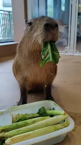 #capybara #loveyou #peace #healingtiktok 