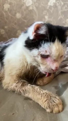 EMERGENCY ALERT 🚨 Our beloved Pluto needs YOUR HELP ASAP! 💔 He's scheduled for urgent surgery and every minute counts. Please donate NOW to help us cover his medical expenses. Let's give Pluto the second chance he deserves ❤️.