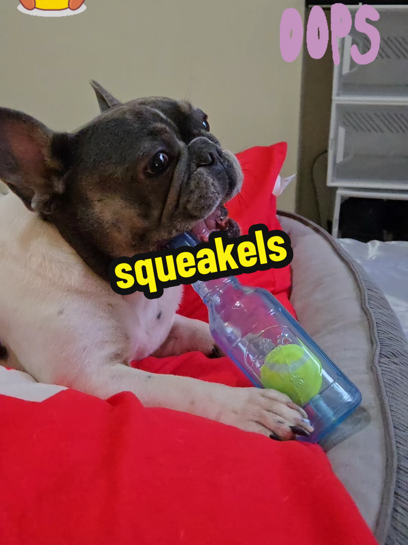 #dogs #dogsoftiktok #dogtok #whatdadogdoin #meet my new favorite toy.  momzy had to take it away because I accidentally disrupted her meeting and started playing with squeakels.. that is my toys name
