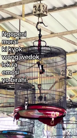 #kicaumaniaindonesia #muraibatuindonesia #muraibatumania #fyp 