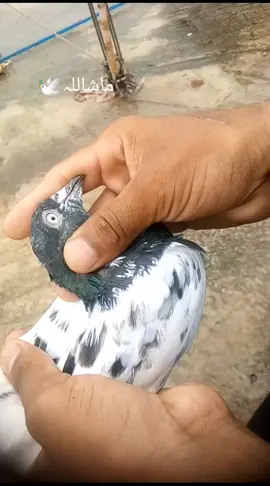#pigeons🐣🕊️😍🤩🤗 #viralvideo🔥#viralvideo🔥🔥 #plzunfrezemyaccount💔🥀🙂#fyp #fyp #fyp #viralvideo🔥