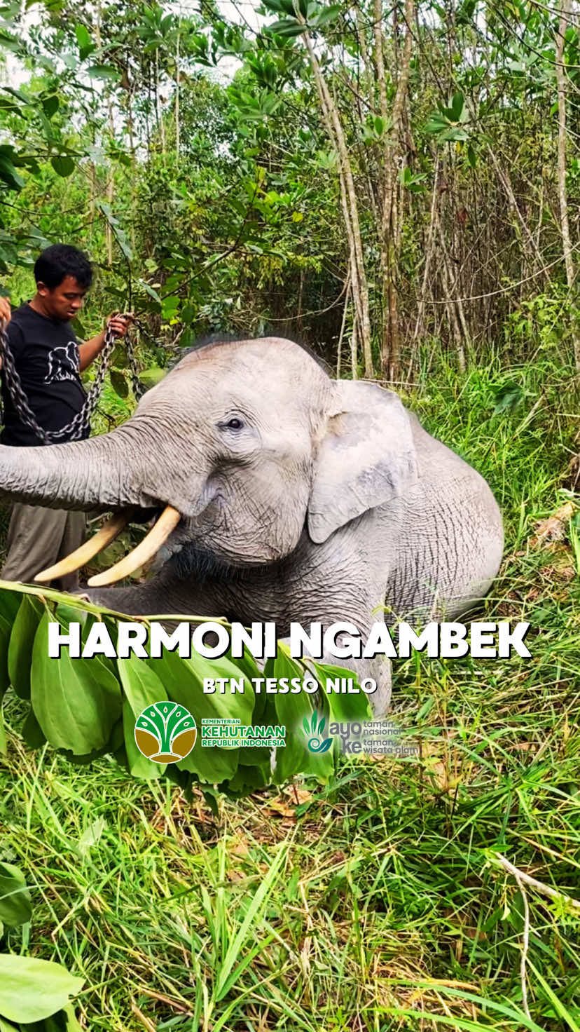 Replying to @Kevin Siregar Harmoni juga gak kalah lucu. Liat nih dia ngambek krn pak Mahout gabawain apa2😭