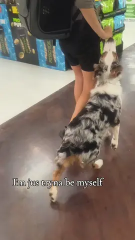 I got everybody mad at me for it~ Q/A are you famous in the dc? ma yes😝 #fyppppppppppppppppppppppp #viralvideo #bye #dogcommunity #dogsoftiktok 