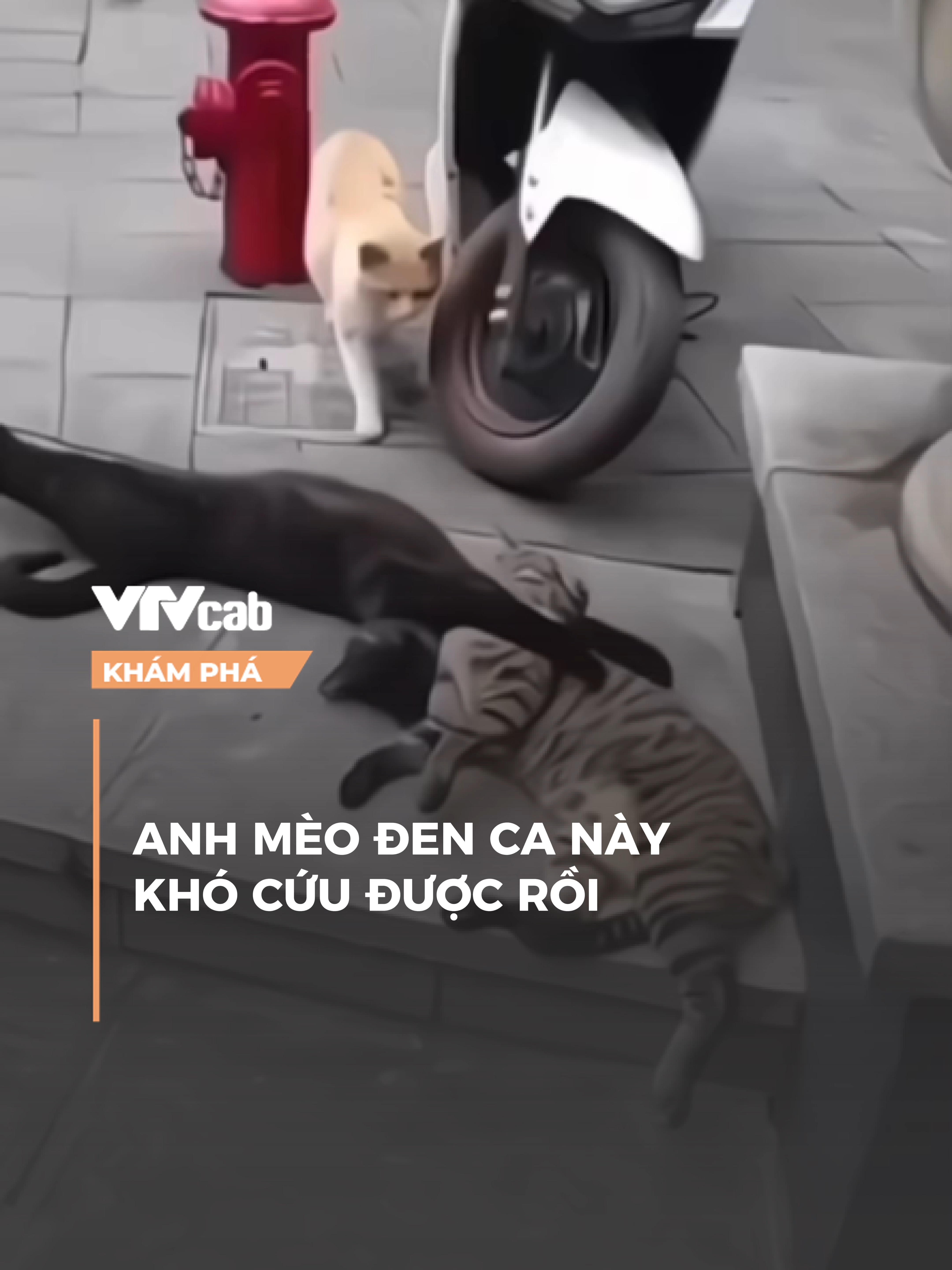 Anh mèo đen ca này khó cứu được rồi #vtvlive #vtvcab #onlive #khampha #tiktoknews #vtvcabkhampha #nbv