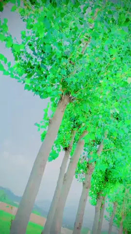 #goviraltiktokboo #viral_video @فرمان رنگساز🇵🇰 