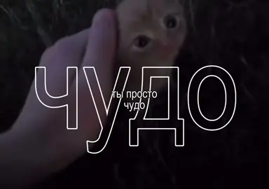 котеке. #вреки #мазеллов #врекомендации #котик 