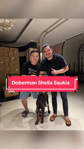 Siap menggigit musuh musuhnya #doberman #shellasaukia 