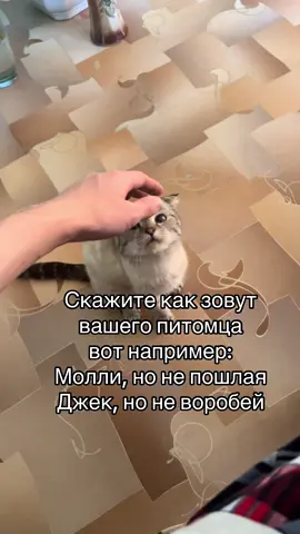 #рекомендации #кот #питомец #люблю 