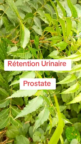 Feuilles de neem Rétention Urinaire  Prostate.