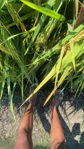 #fyp #anakpetani #fypage #petani #fyppppppppppppppppppppppp #petanimuda #fypシ゚ #petanimilenial #anakpetani🌾 #fypdong #4u #foryou #petaniindonesia🇮🇩🇮🇩🇮🇩🌿🌿 #foryoupage 