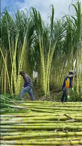 #sugarcane 