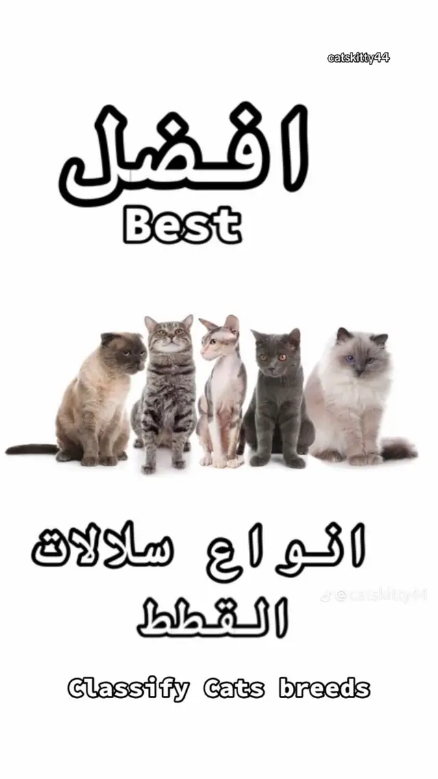 #انواع القطط