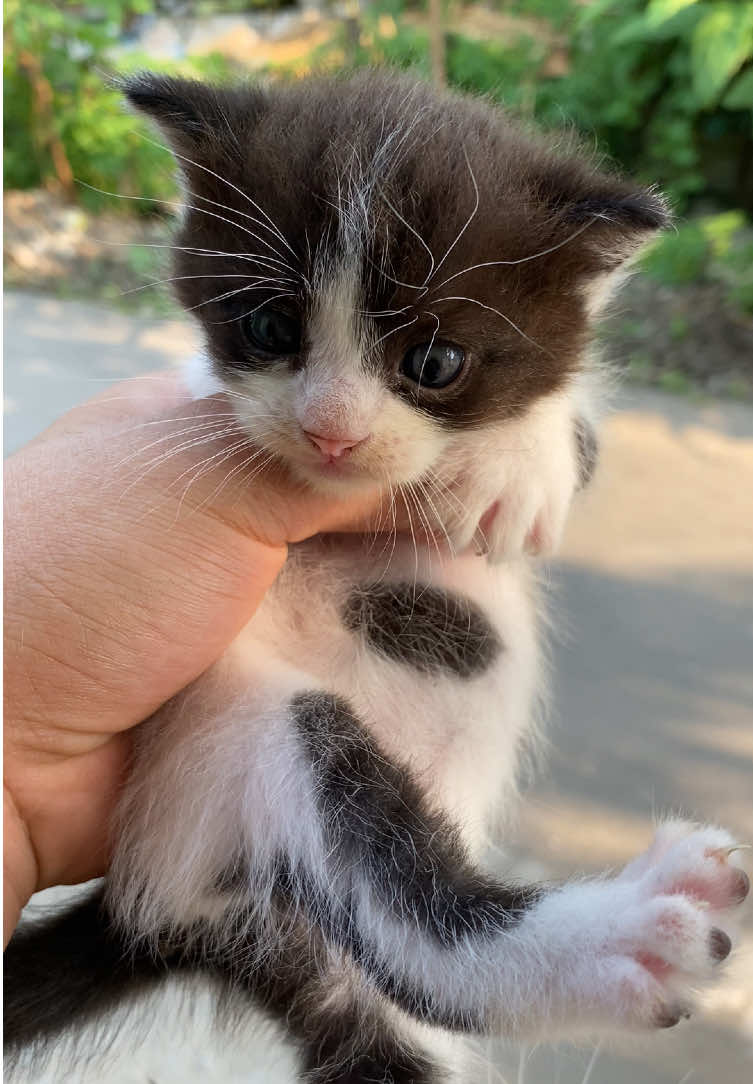Kucing ku kawin sama kucing kampung, tapi turns out anak nya gemes bgt hehe Meskipun warna nya agak random ya hahaha Sehat-sehat kalian ya, kucingku 🥰 #kucing #cat #kitten #anakkucing #kucinglucu 