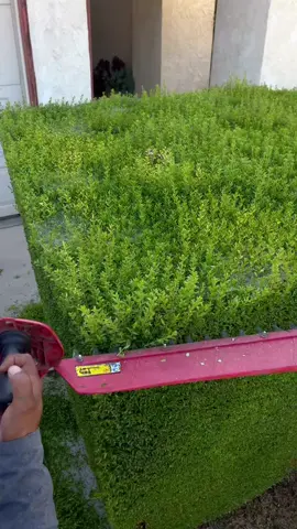 #garden #gardening #clean #cleaning #fyp 