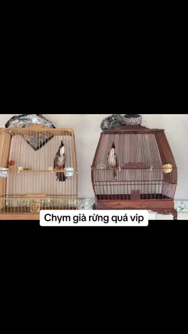 Siêu phẩm gởi tới ae #chaomao #chaomaohotdau #chaomaobaydau #xuhuong 