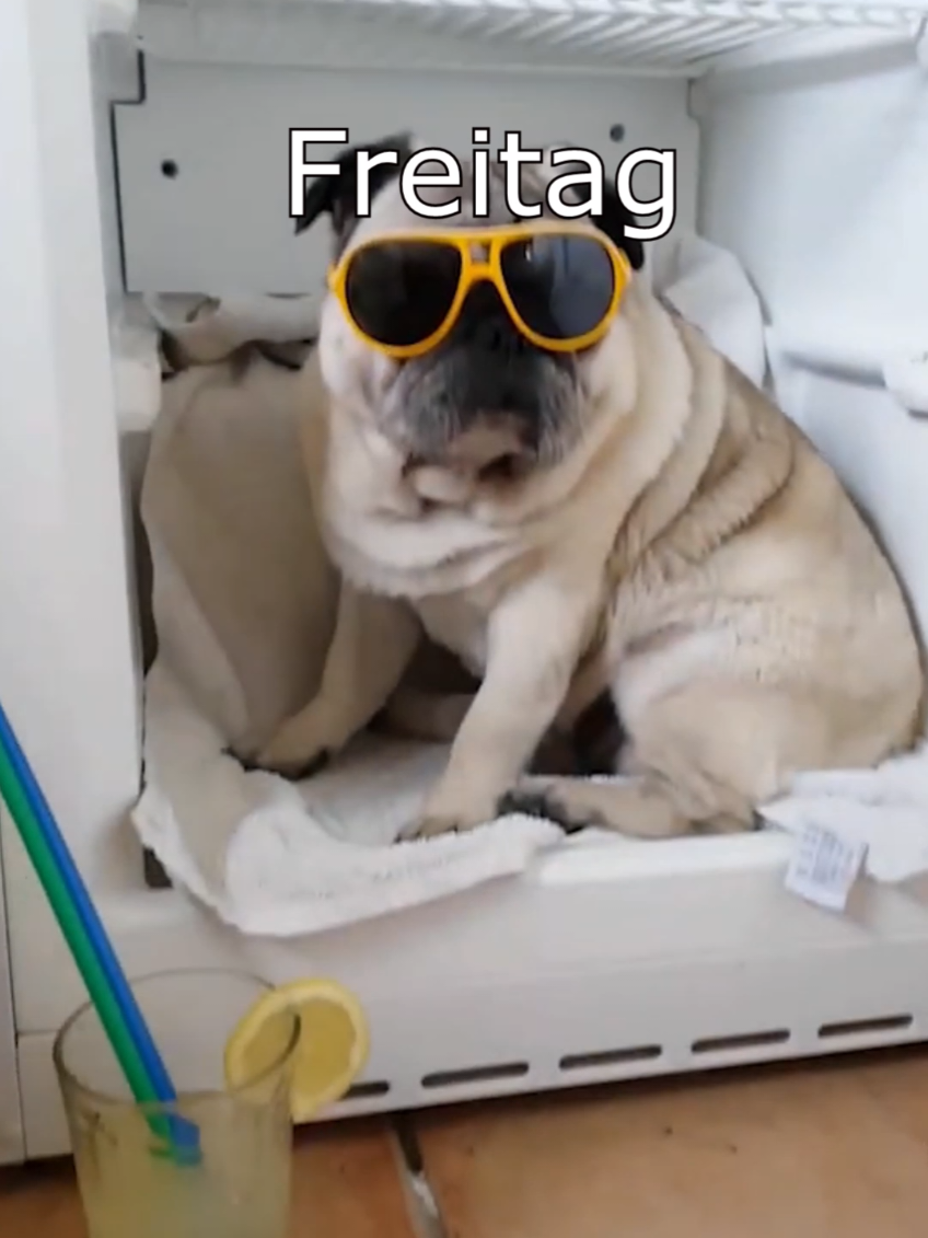 Die Dawgs haben Bedarf  #wenntieresprechenkönnten #lustig #funny #animals #meme 
