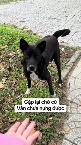 #dog #pet #puppy #cute #kawaii 